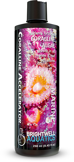 coralline accelerator